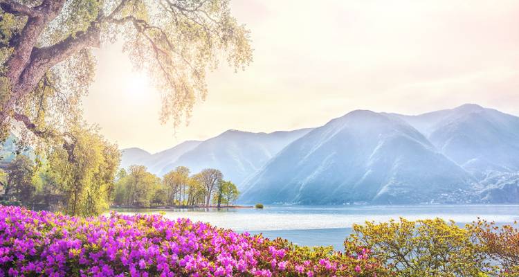 Paysage lumineux avec des fleurs en fleurs et un lac paisible et des montagnes.