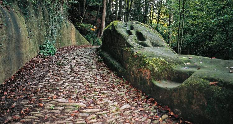 A moss-covered stone path of weathered cobblestones winding through a green forest.