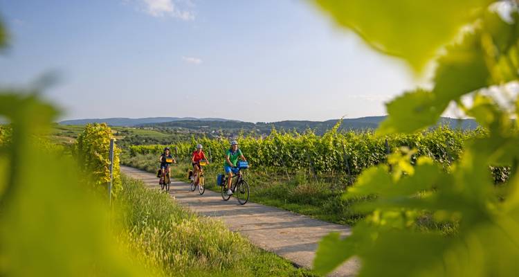 Cyclists ride a paved vineyard trail framed by bright green leaves with hills in the distance.
