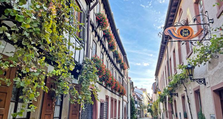 Narrow medieval alley draped with grapevines and half-timber houses beneath a clear blue sky.