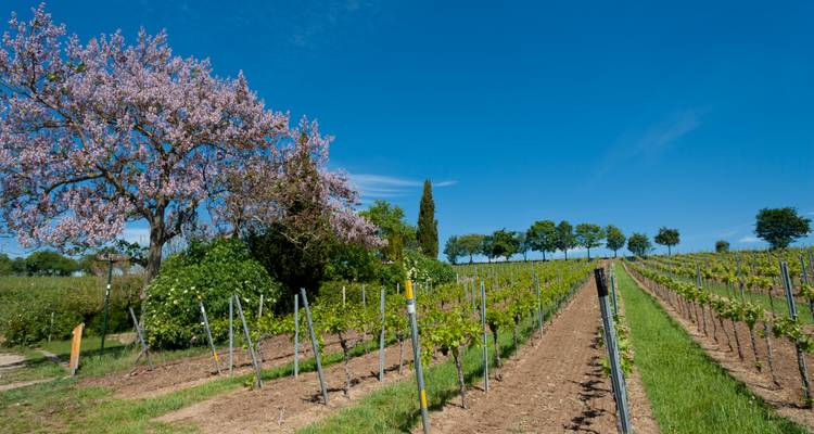 Vignoble avec arbre en fleurs et ciel dégagé.