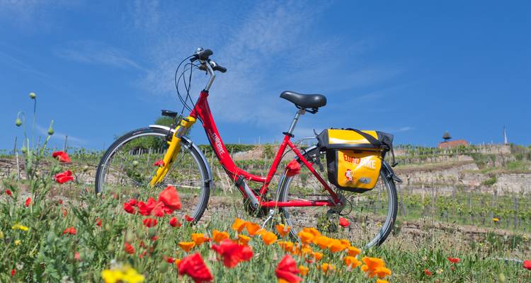Vélo rouge au milieu d'un champ de coquelicots colorés.