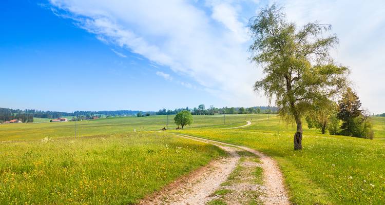 Sentier de terre menant à travers un champ herbeux avec des arbres épars.
