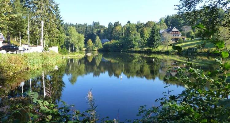 Lac forestier serein entouré de verdure