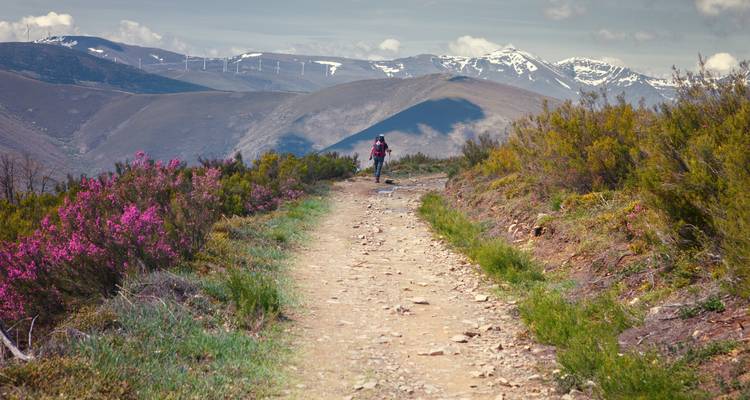 A person hiking on a trail surrounded by purple flowers and mountains in the background.
