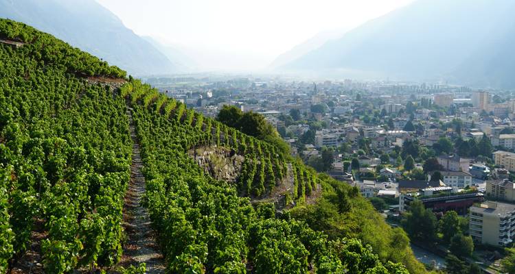 Weinberg mit Blick auf eine Stadt zwischen zwei Gebirgsketten.
