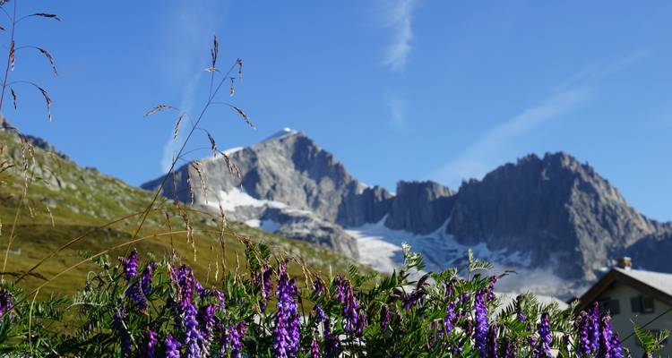 Lila Blumen vor einer Bergkulisse mit Schneeflecken.