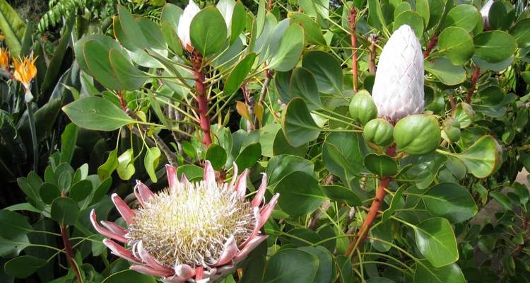 Gros plan de fleurs exotiques en fleurs dans un jardin.