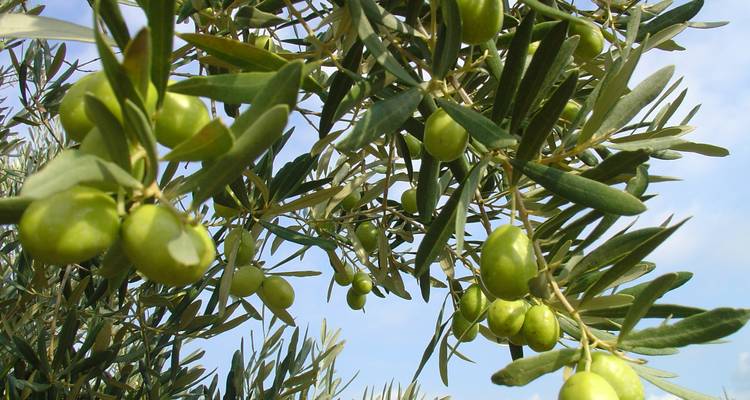 Gros plan d'olives vertes suspendues à une branche d'arbre.