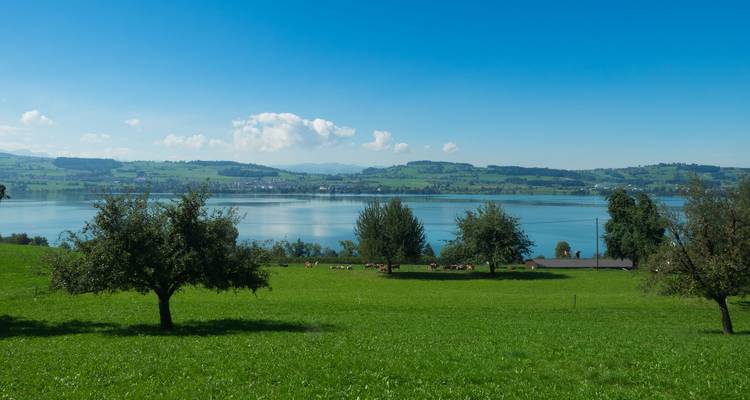 Seeblick mit sanften grünen Hügeln und Bäumen.