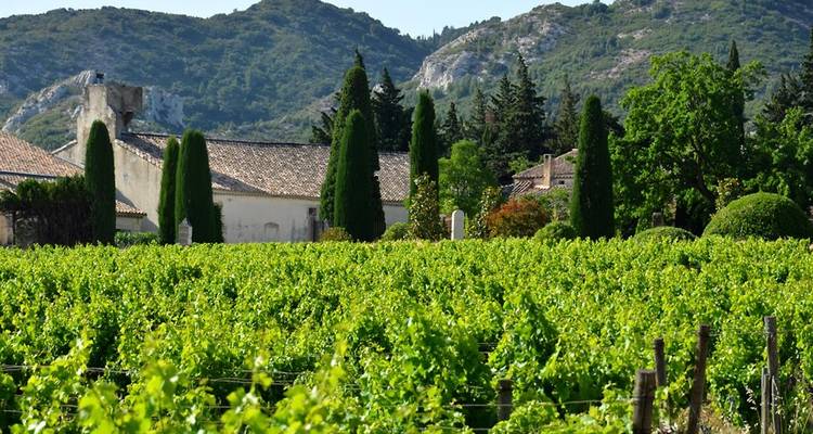 Un paysage pittoresque de vignoble avec des montagnes en arrière-plan.