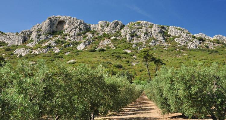 Oliviers avec un décor de montagne en arrière-plan.