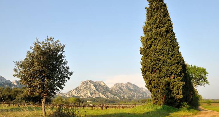 Deux grands arbres avec un arrière-plan montagneux et un ciel dégagé.