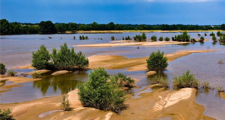 Paysage marécageux de rivière avec de petits arbustes.