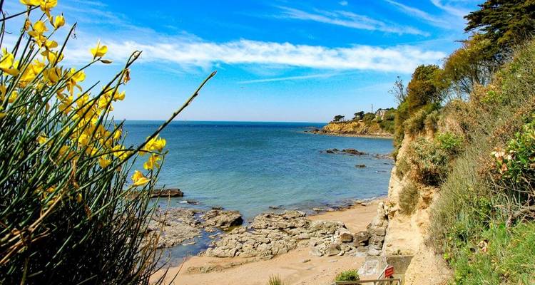 Vue côtière avec rivage rocheux et fleurs colorées.