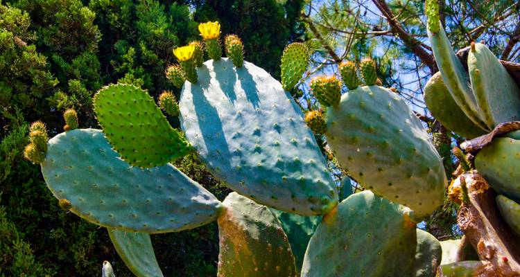 Gros plan de cactus avec des fleurs jaunes au soleil.