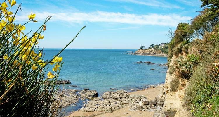 Crique côtière rocheuse avec eau turquoise et fleurs sauvages jaunes au premier plan