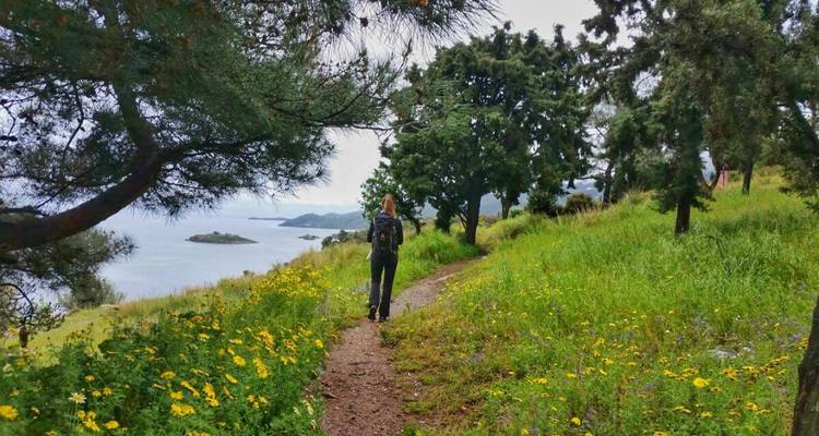 Une personne marchant le long d'un sentier forestier avec des arbres en fleurs et une vue sur la mer.