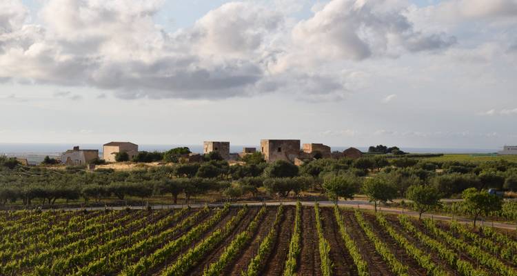 Vignobles avec bâtiments historiques et vue sur mer.
