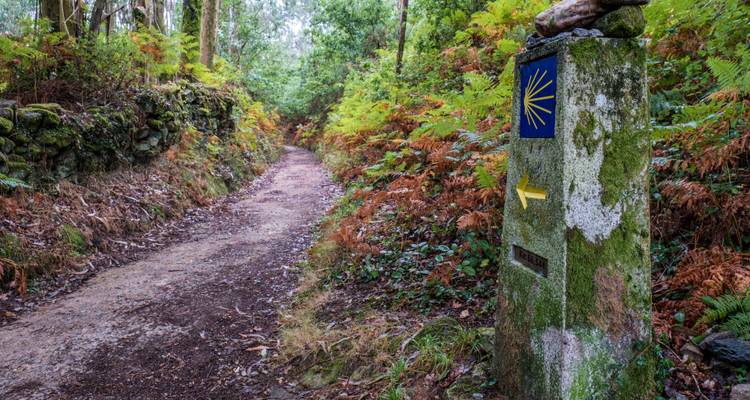 Waymarker with the Camino shell symbol along a forested path