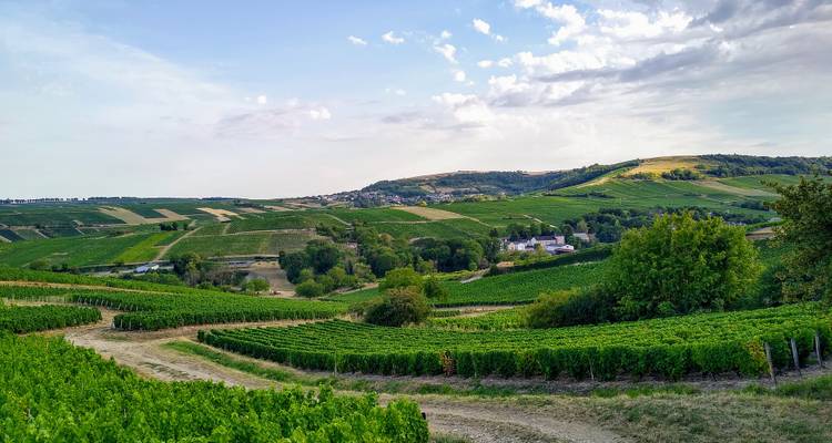 Un paysage pittoresque de vignoble avec des rangées de vignes qui s'étendent au loin.