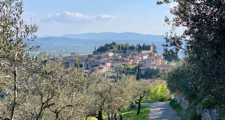 Ville médiévale sur une colline entourée d'oliveraies.