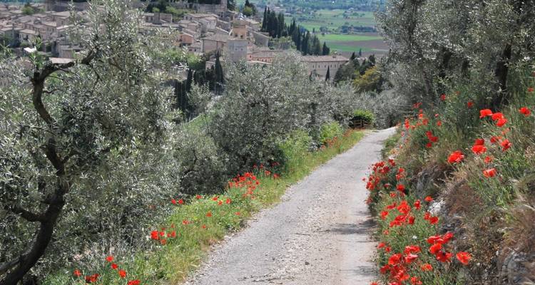 Sentier rural bordé de fleurs sauvages et d'oliviers menant à une vue sur la ville.