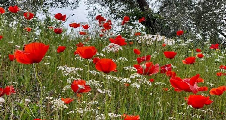 Champ de fleurs sauvages et de coquelicots rouges avec des arbres en arrière-plan.