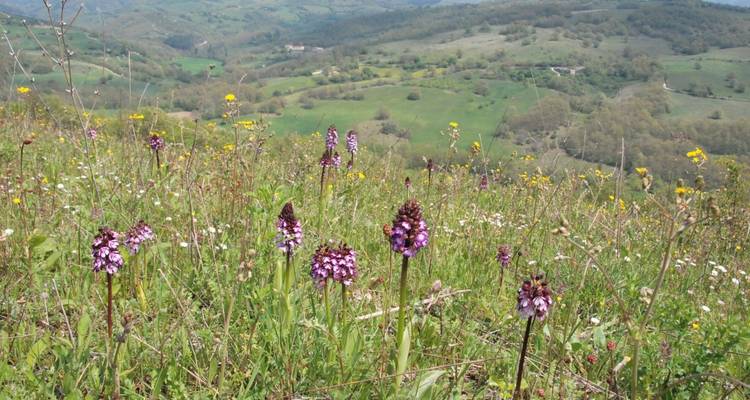 Champ de fleurs sauvages aux floraisons violettes sur fond de montagnes.