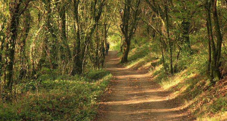 Sentier à travers une forêt dense avec le soleil filtrant à travers les arbres.
