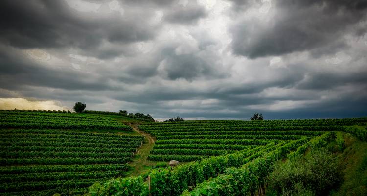 Hügelige Landschaft mit Reihen grüner Weinberge unter bewölktem Himmel.