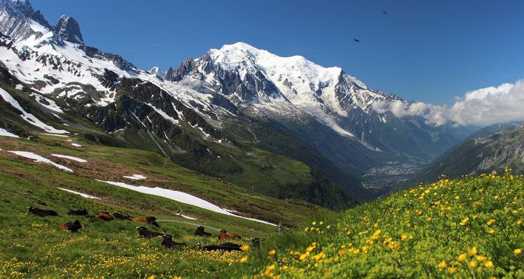 Schneebedeckter Mont Blanc, der sich majestätisch über grüne Alpenwiesen erhebt, die mit gelben Blüten und weidenden Kühen übersät sind.