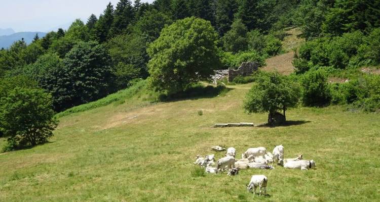 Gruppe von weißen Kühen, die sich auf einer sonnigen Alpenwiese ausruhen, die von bewaldeten Hügeln begrenzt wird.