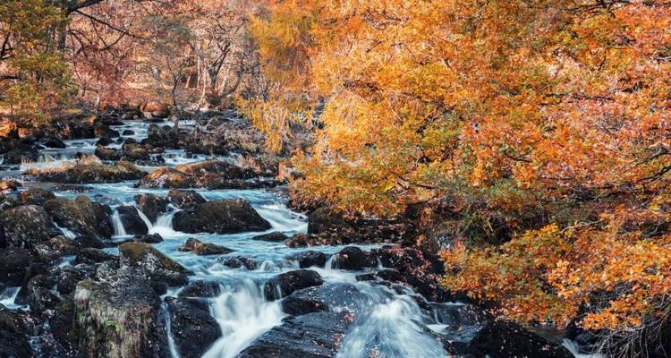 Lebendiges Herbstlaub neben kaskadierenden Bächen und schwarzen Felsen in einer bewaldeten Schlucht