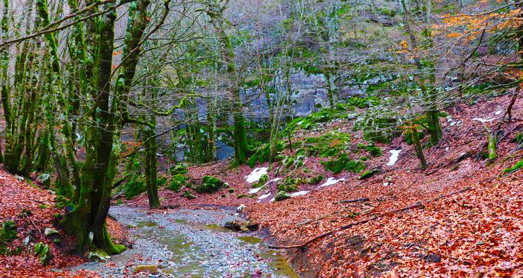 Mit Blättern bedeckte Waldschlucht mit einem flachen Bach, der sich zwischen moosigen Bäumen und felsigen Hängen hindurchwindet.