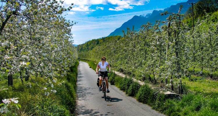 Personne faisant du vélo à travers un verger en fleurs.