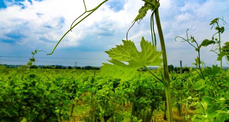 Vignoble avec un gros plan sur des feuilles de vigne.
