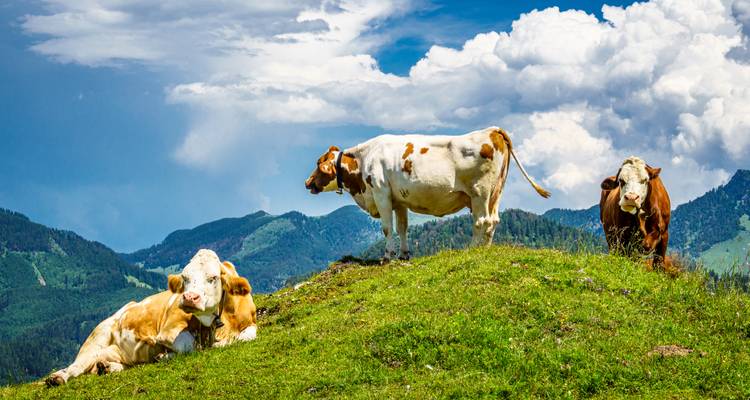 Drei Kühe grasen und ruhen auf einem grasigen alpinen Hügel mit rollenden grünen Bergen und aufziehenden Wolken im Hintergrund.