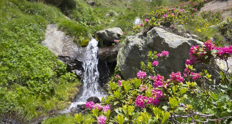 Leuchtend rosa alpine Rhododendren neben einer kleinen Kaskade an einem üppigen Berghang.