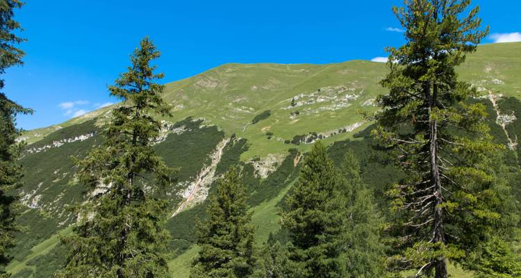 Immergrüne Bäume rahmen einen grasbewachsenen Berghang unter strahlend blauem Sommerhimmel ein.