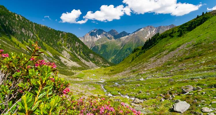 Farbenfrohe Alpental mit rosa Rhododendren, klarem Bach und rauen Gipfeln unter einer leichten Wolkendecke.