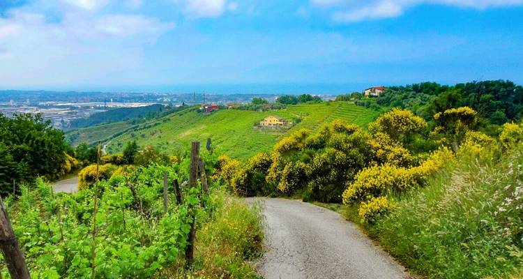 Grüne Hügel und Weinberge mit gelben Blumen.