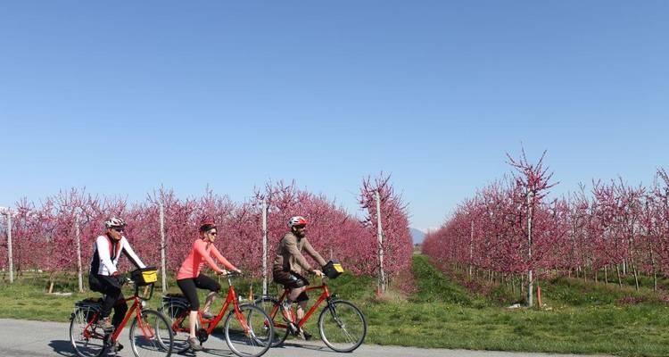 Des cyclistes roulant à travers des rangées d'arbres en fleurs.
