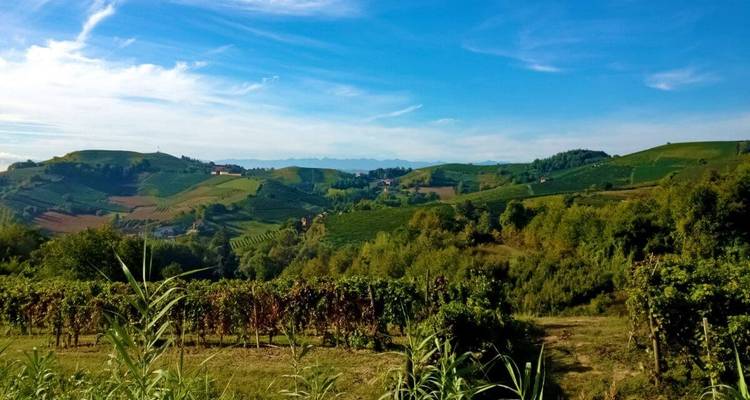Paysage de vignoble avec collines ondulantes et ciel bleu.