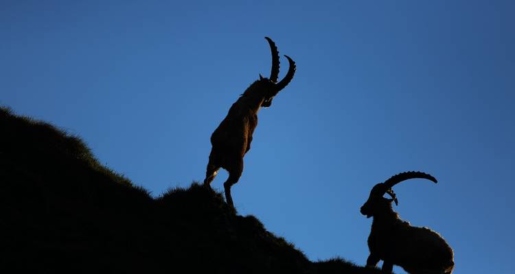 Silhouette von zwei Steinböcken vor einem klaren blauen Himmel.