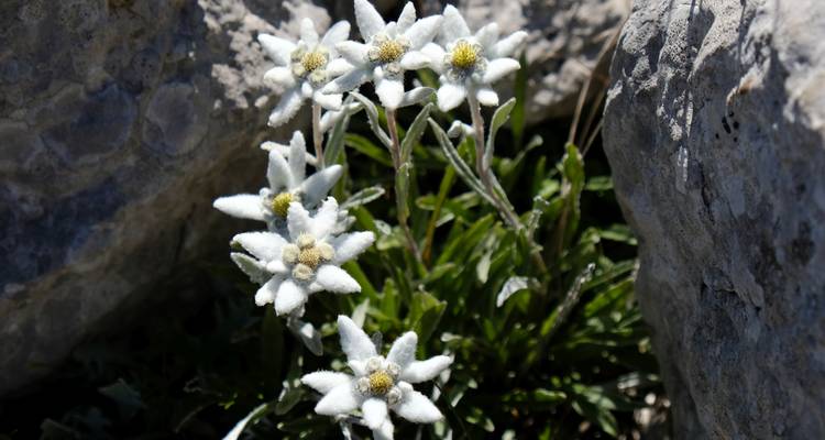 Close-up van Edelweiss bloemen tussen rotsen.