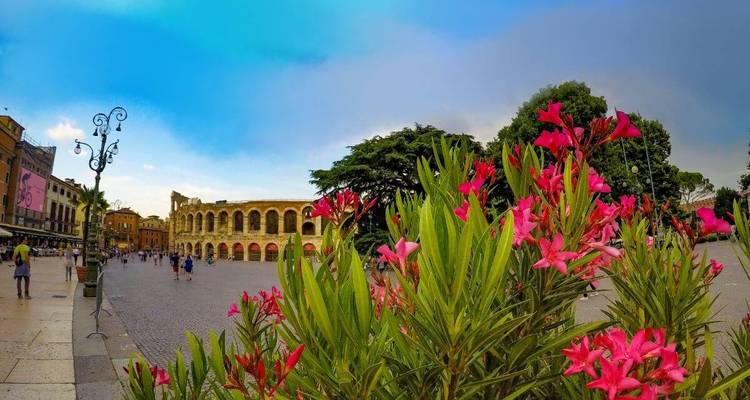 Premier plan floral avec les Arènes de Vérone en arrière-plan sous un ciel bleu.