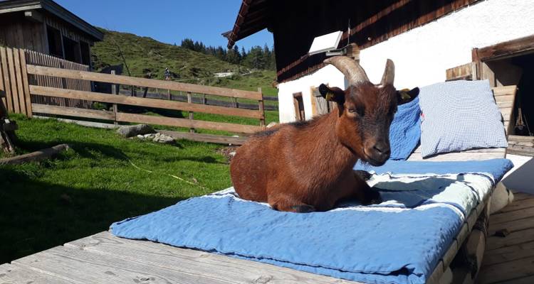 Une chèvre allongée sur une terrasse devant un chalet de montagne.