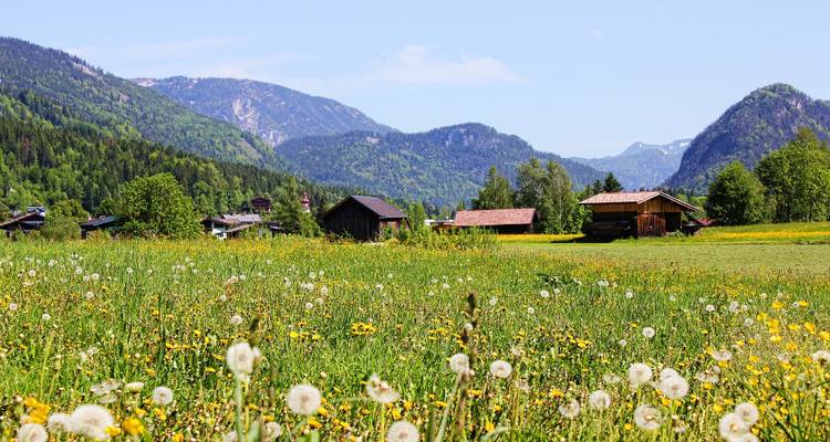 Alpine Wiese voller Wildblumen und Löwenzahn mit hölzernen Bauernhäusern und bewaldeten Bergen in der Ferne.