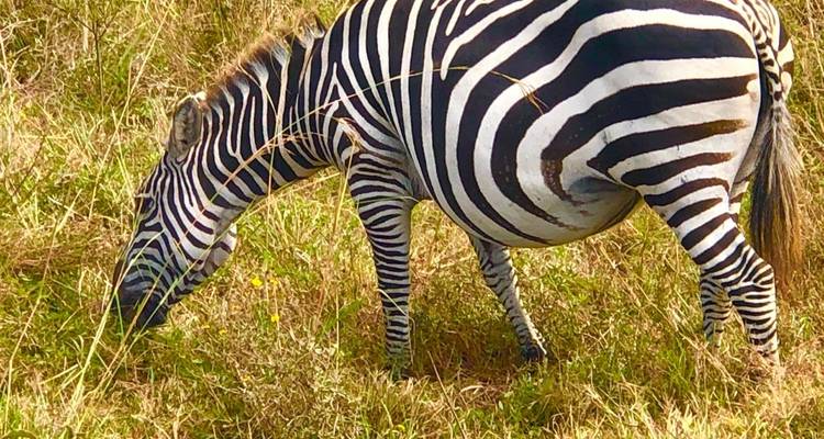 Hot Air Balloon safari in Maasai Mara National Reserve with Bush Breakfast - Perfect Wilderness Tours And Safaris 10